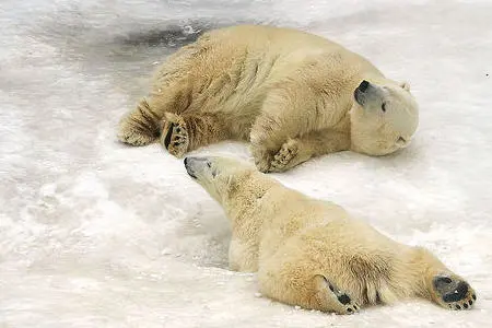 Irruzione artica: arriverà o non arriverà?