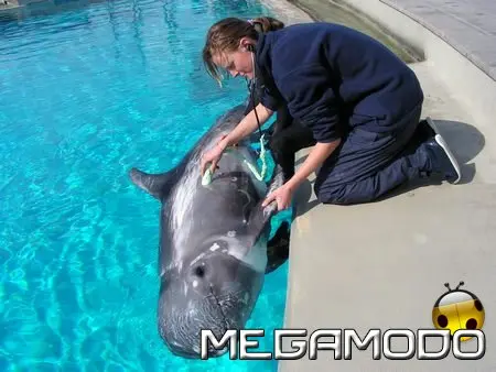 Veterinario per un giorno