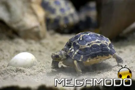 È nato un cucciolo di Pyxis arachnoides