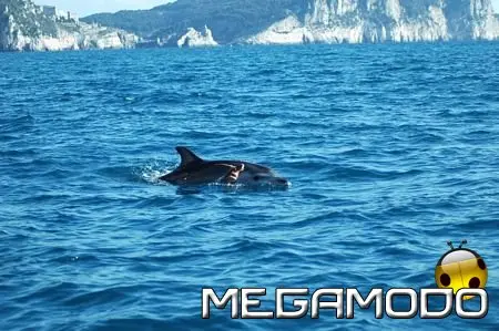 Delfini Metropolitani, uno strano avvistamento