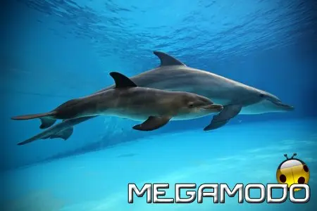 E' nato un nuovo cucciolo di Delfino a Oltremare