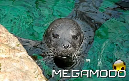 Parto in acqua per la foca Christianne