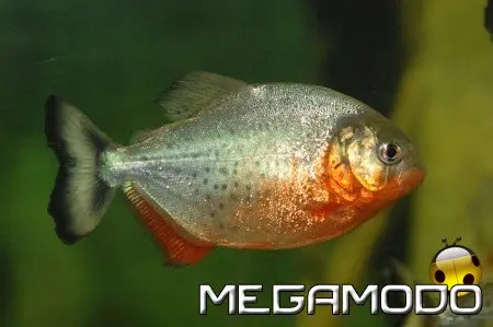 Una nuova vasca dedicata ai Piranha