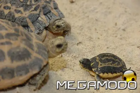 Nati 4 nuovi cuccioli di Pyxis Arachnoides