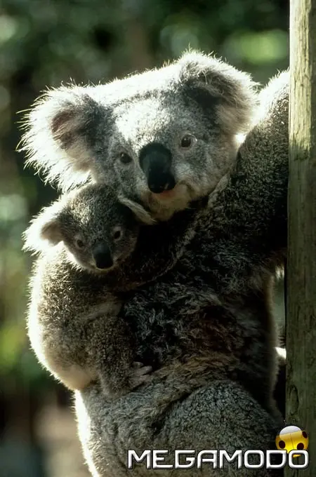 Natura, alla scoperta delle meraviglie australiane