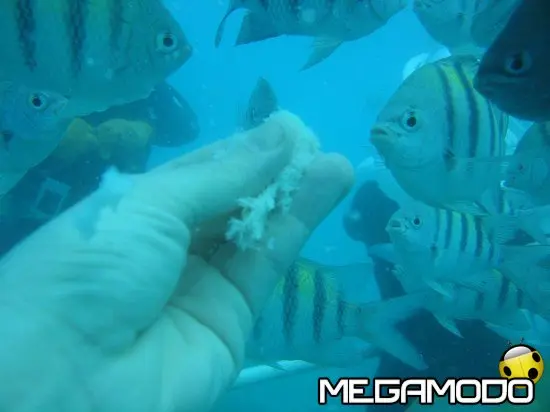 Scuba Diving Package al Radisson st. Martin resort