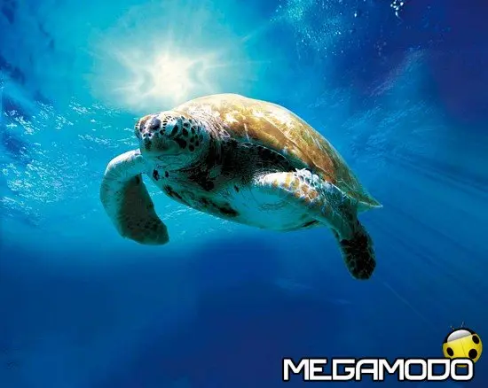 Al Festival di Roma l'incredibile viaggio della tartaruga