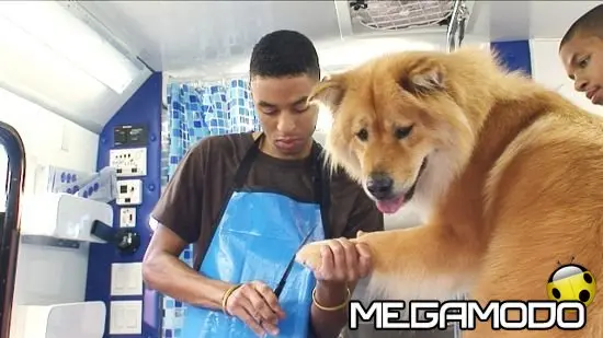 Toeletta per cani a Beverly Hills su Animal Planet