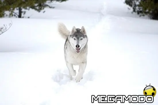 Il richiamo della foresta rivive in 3D