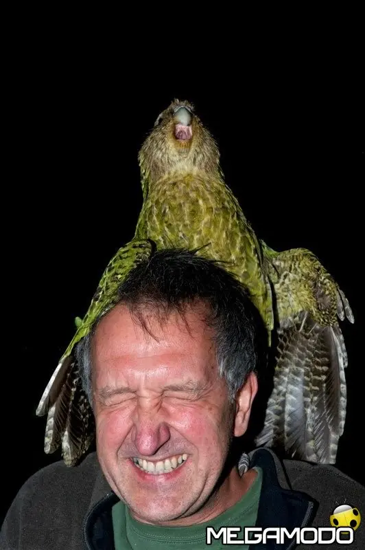 In via d'estinzione, la fauna da riscoprire