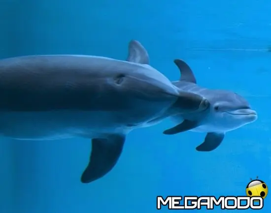 Christmas Dolphin Gospel Show al Parco Oltremare