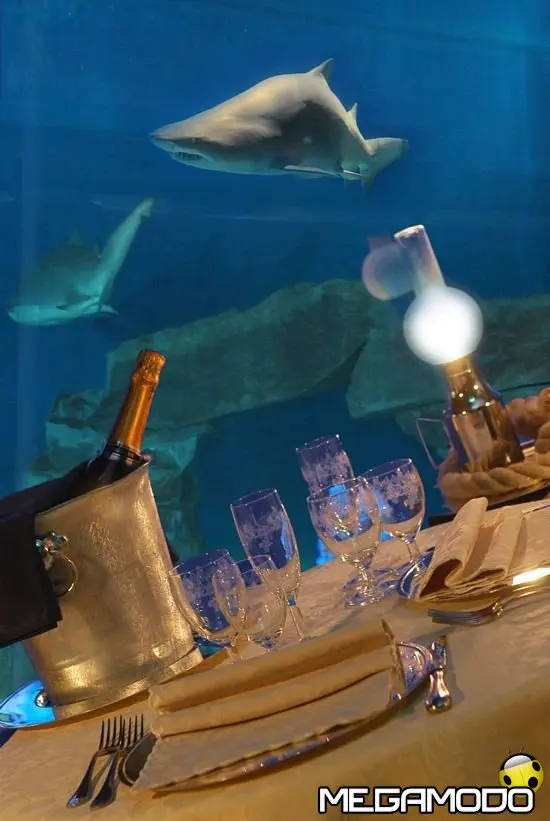 A San Valentino una romantica cena con gli squali