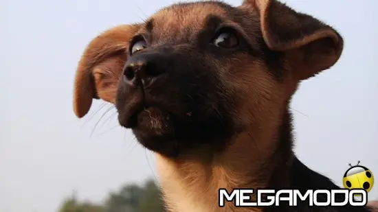 L'allenatore del Milan Allegri adotta la mascotte di "Bau Boys" 