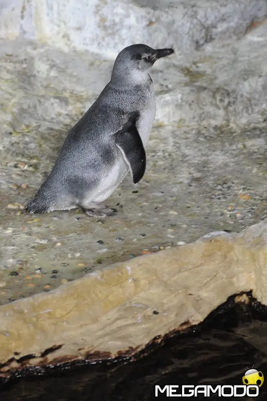Acquario di Genova, un nome per il piccolo pinguino 
