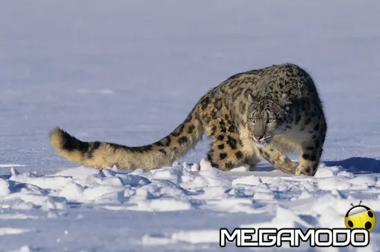 Snow Leopard Day, Dynafit per la protezione del leopardo delle nevi