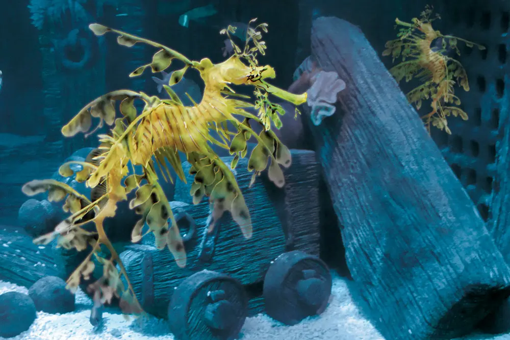 A Gardaland SEA LIFE Aquarium arriva il rarissimo Dragone Foglia