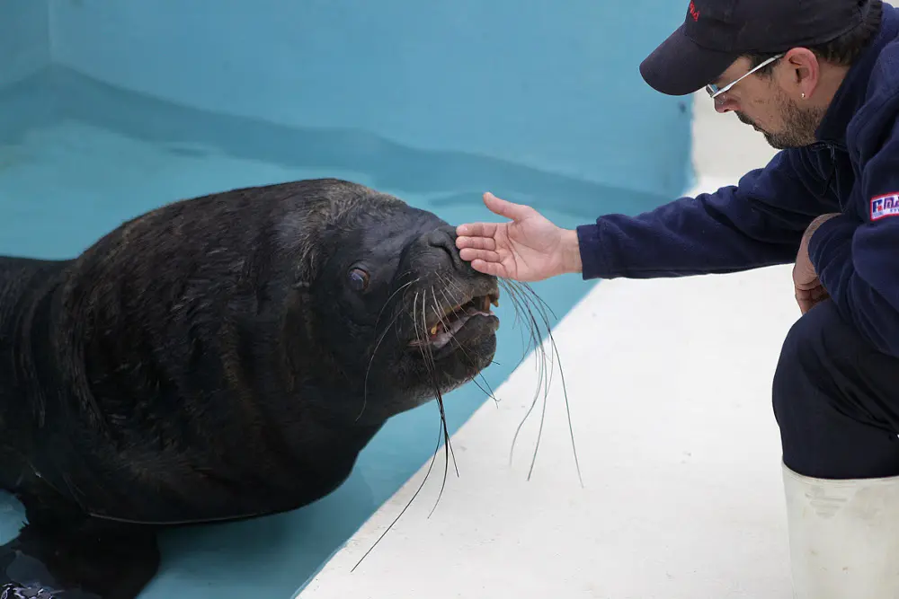 Otto, il leone marino salvato da Gardaland Resort e Striscia La Notizia 