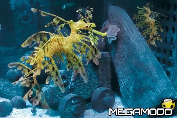 gardaland sea life aquarium draghi dei mari dragone foglia