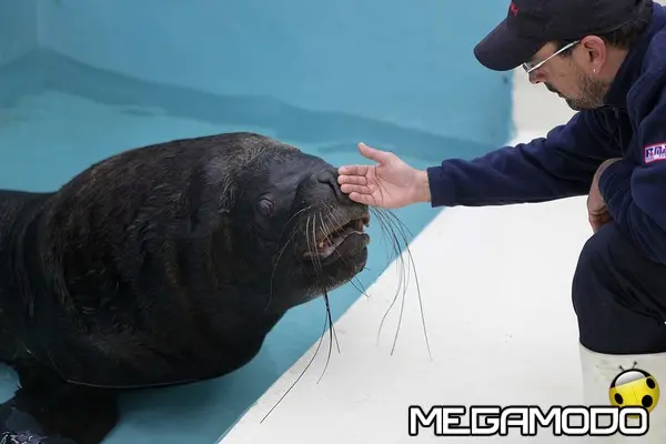 otto leone marino salvato a gardaland resort con daniel barros in vasca provvisoria