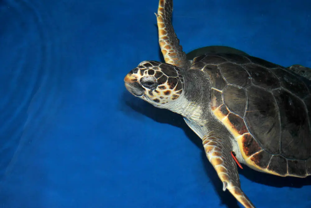 Parco Oltremare riaccompagna in mare le tartarughe Luna e Stella