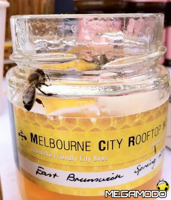 melbourne city rooftop honey ape