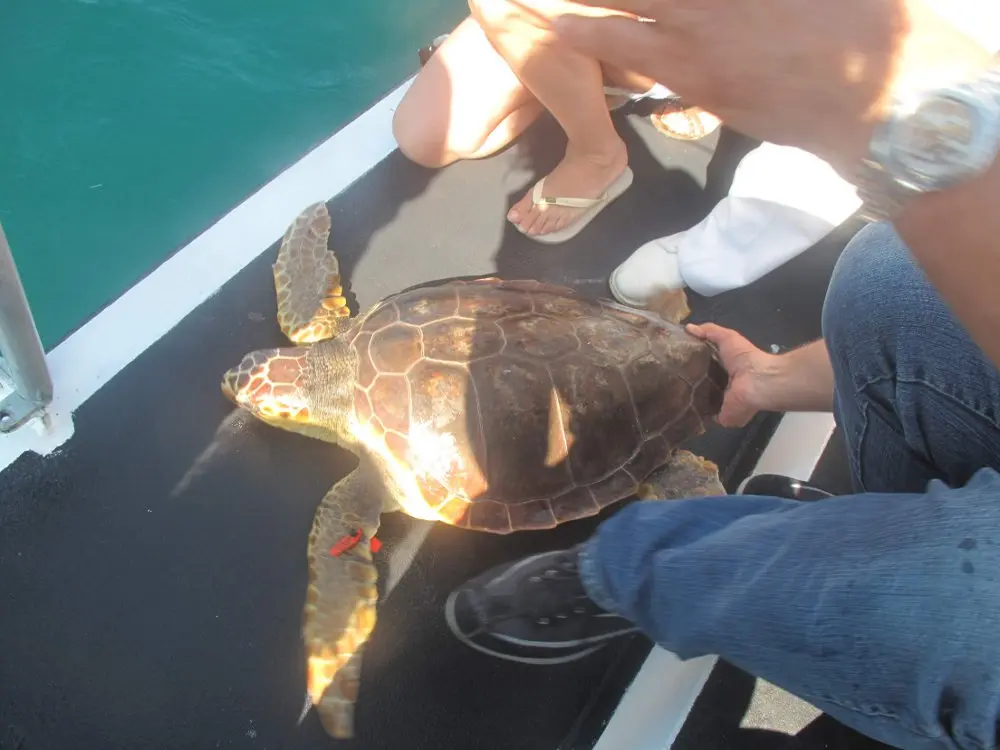 Parco Oltremare e Centro Studi Cetacei per un nuovo rilascio di tartarughe 