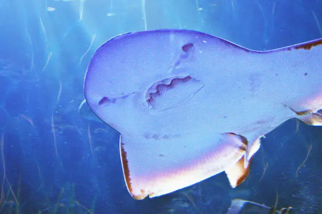 Gardaland, uno squalo chitarra diventa la nuova star dell’Acquario