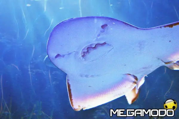 gardaland sea life aquarium squalo chitarra