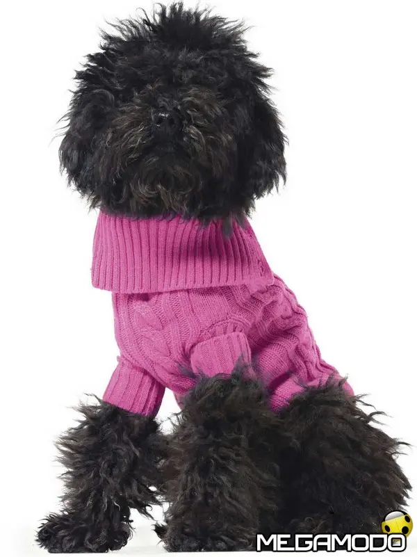 u c benetton per cani 1