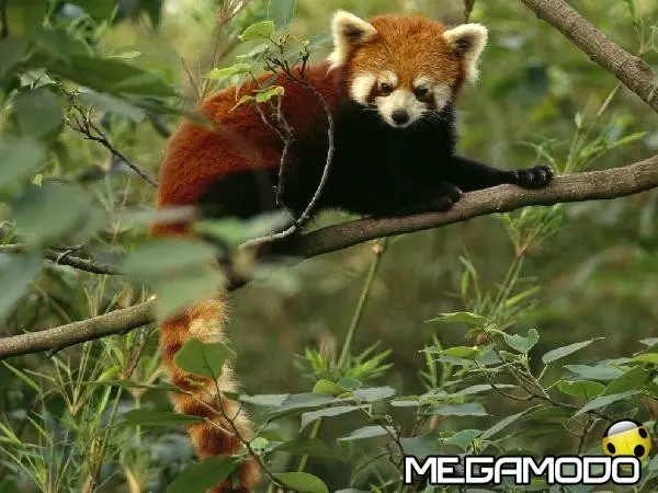 panda rosso