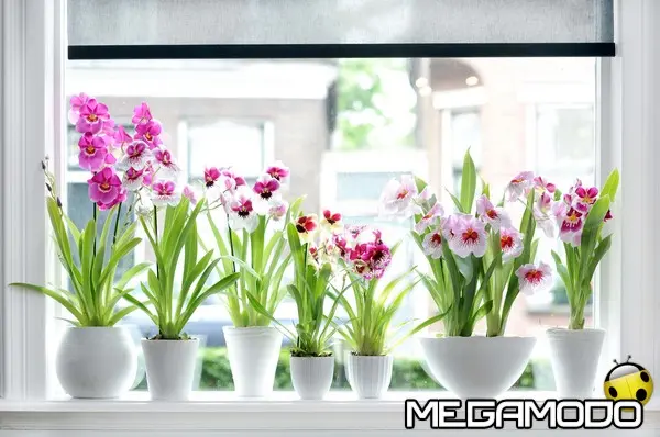 05 miltonia 3 low