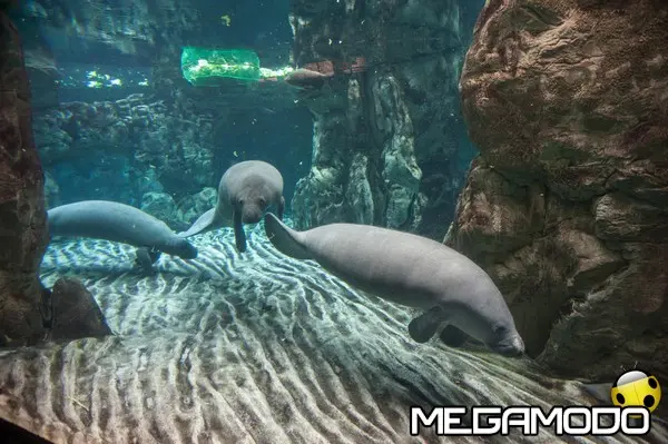 adg ph merlo 130507 7249