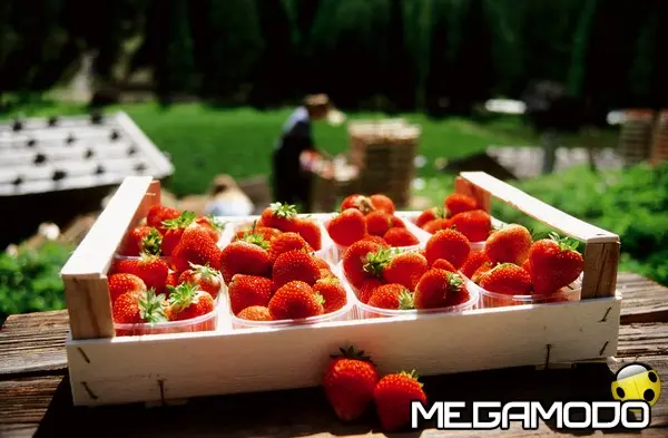 cassetta fragole val martello 300 dpi m1