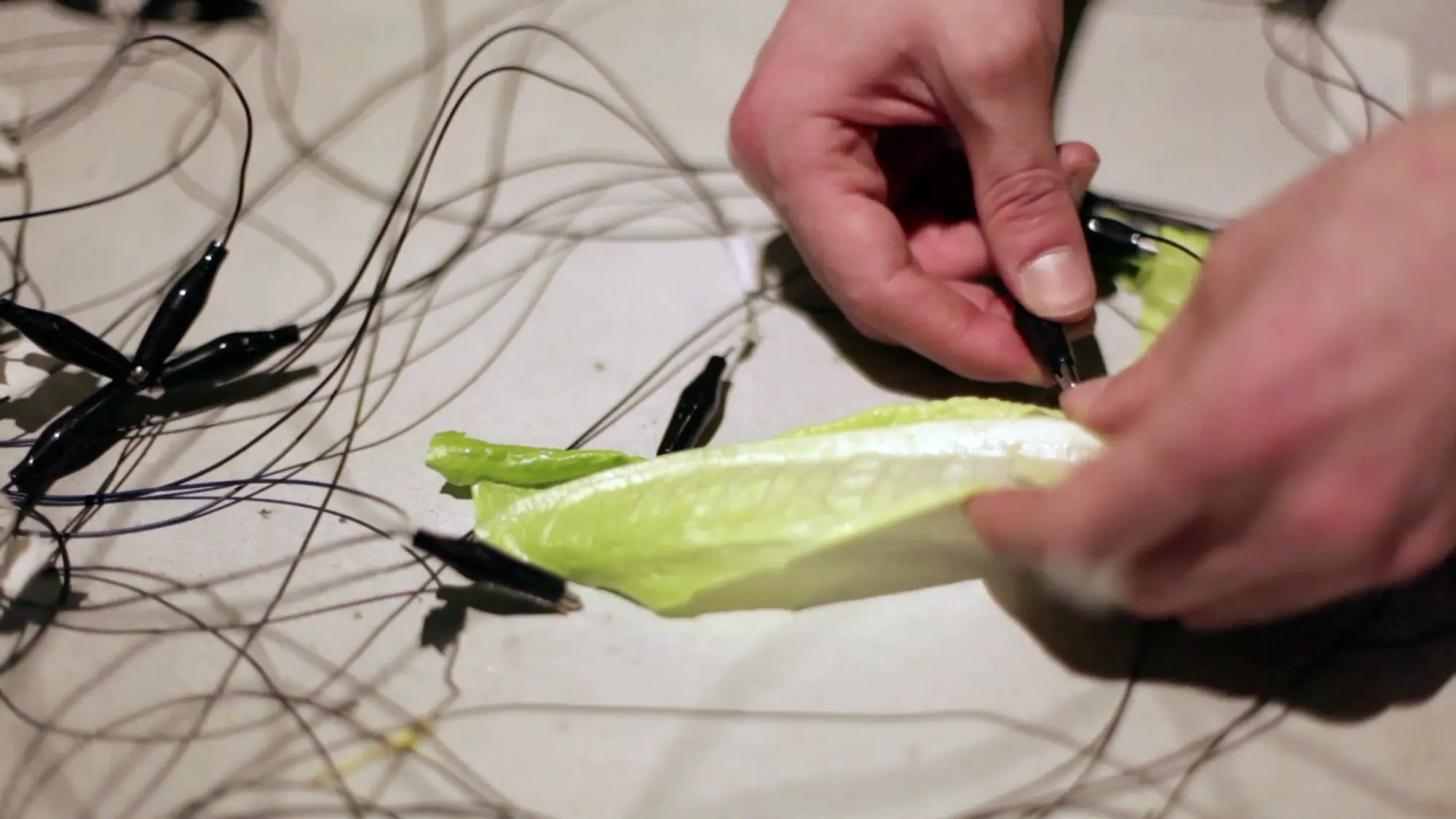 Processing Decay di Fabrica: la tecnologia incontra il mondo organico