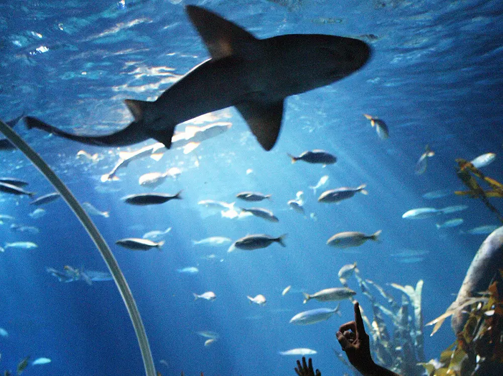 Gardaland SEA LIFE Aquarium continua la sensibilizzazione contro lo spinnamento degli squali