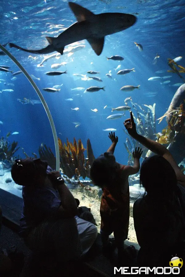 shark weeks gardaland sea life aquarium