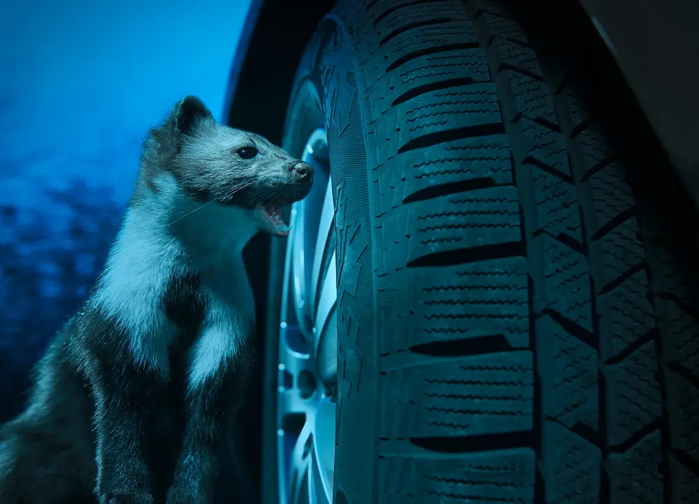 Pneumatici Continental antimorso: immuni ai morsi delle martore