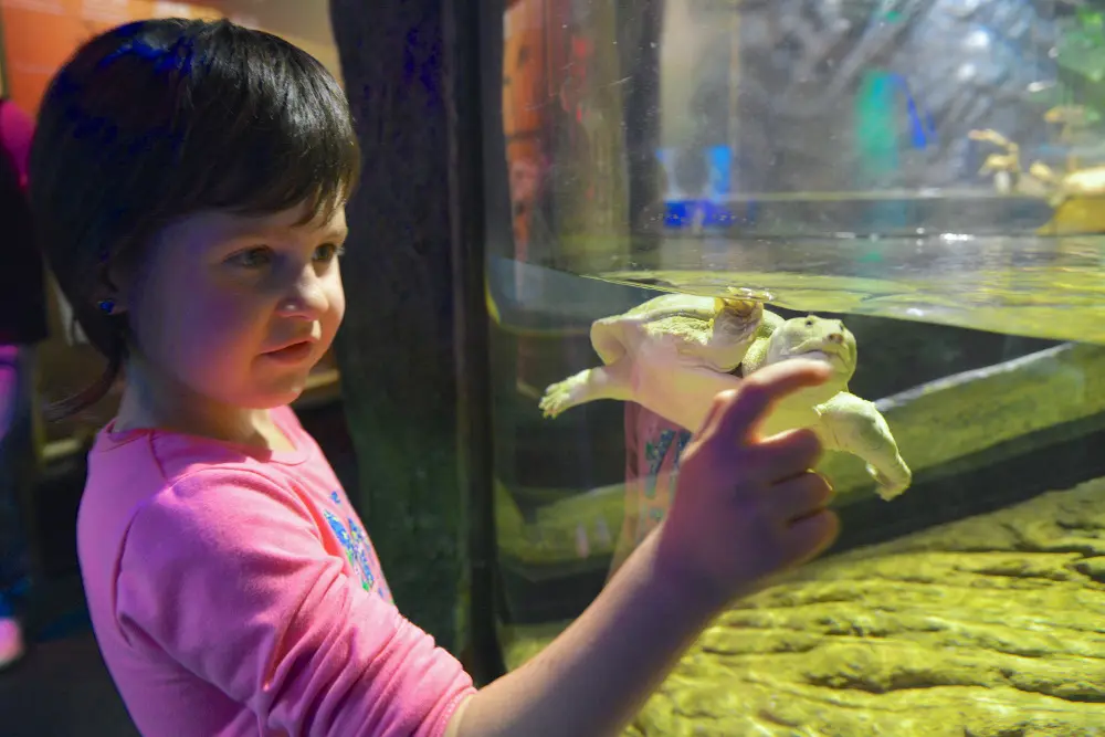 Gardaland SEA LIFE Aquarium: focus sulle tartarughe d'acqua dolce