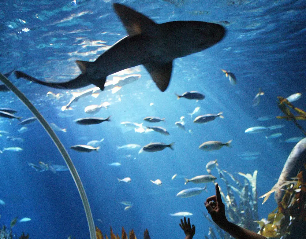 Alla scoperta degli squali: Lido di Jesolo SEA LIFE Aquarium aderisce alle Shark Weeks