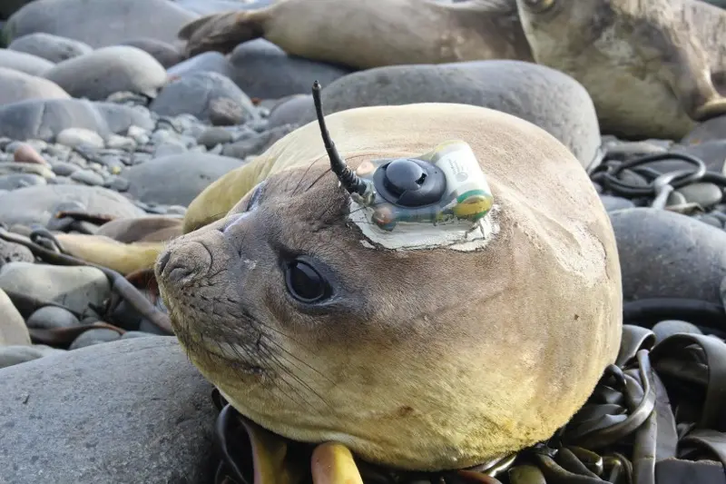 La storia di Selso, il Leone Marino liberato grazie a MSC Crociere