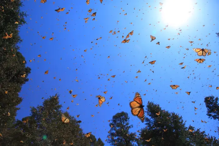 BUTTERFLIES 3D: il il documentario diretto da Mike Slee arriva su Sky 3D