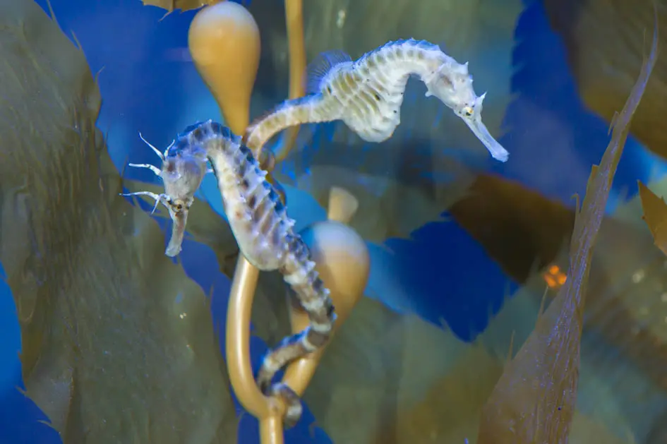 All'Acquario di Genova sono arrivati i cavallucci marini panciuti