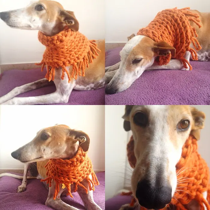 Lo scaldacollo Mia per cani realizzato da Gaia Segattini