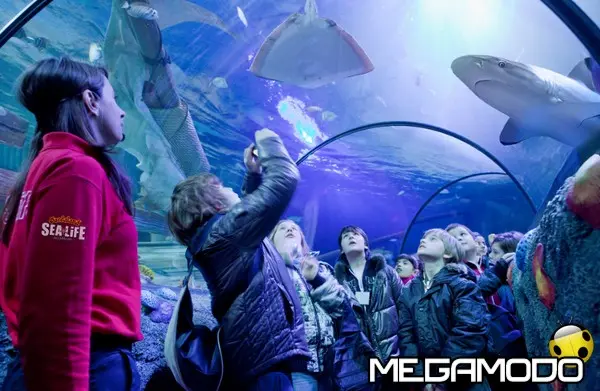 sea life aquarium 17 squali