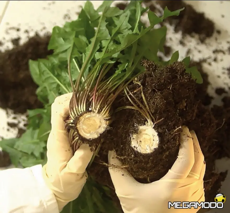 MOD_5-Loewenzahn-Kautschuk-Wurzel red