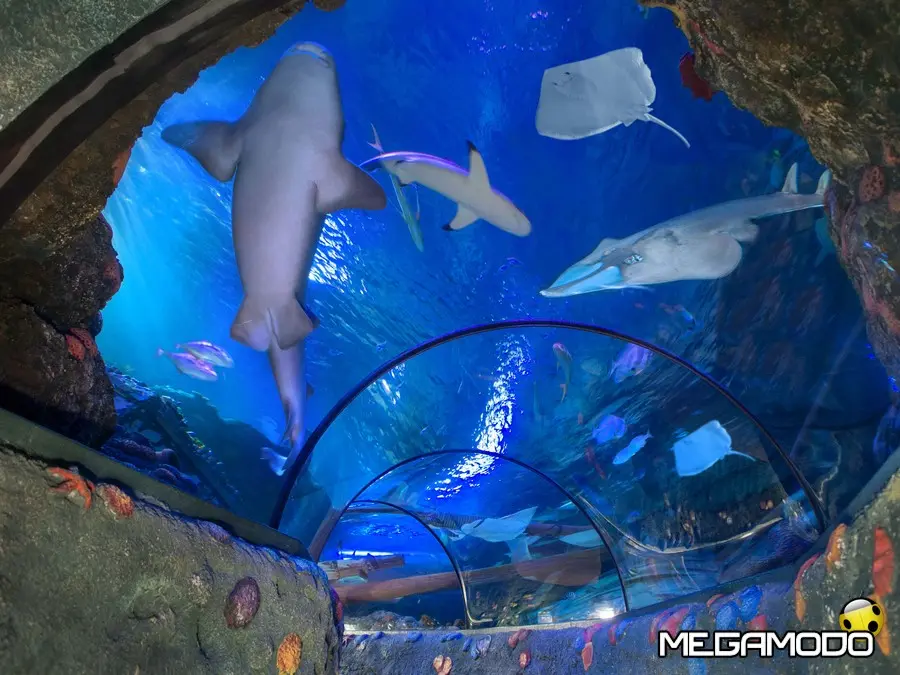 Gardaland SEA Life Aquarium, un angolo di Amazzonia