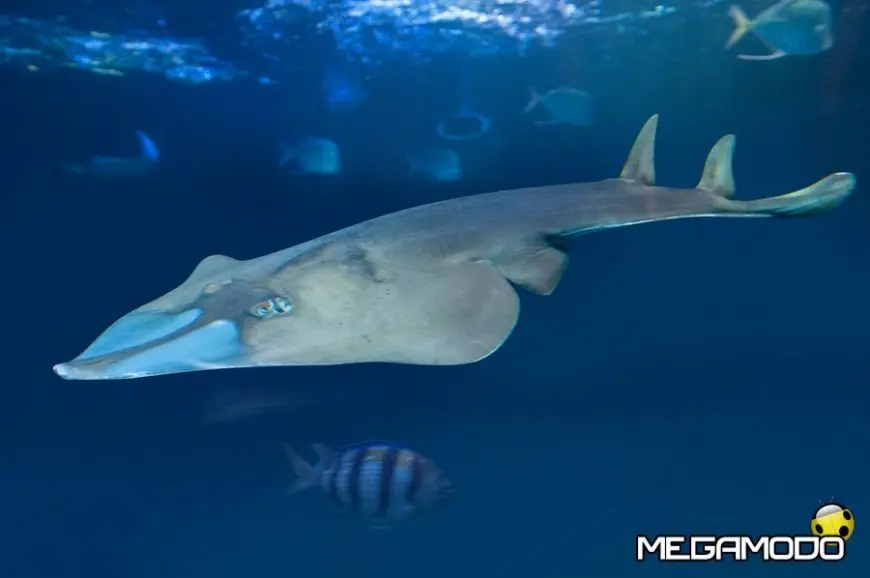 mod 8 gardaland sea life aquarium tunnel con squalo chitarra 7741