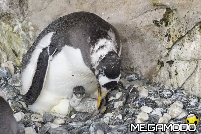 Acquario di Genova, nato per la prima volta un pulcino di Pinguino Papua!