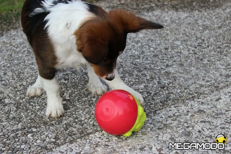 Cucciolo a Natale? Dagli il benvenuto con Ferplast!