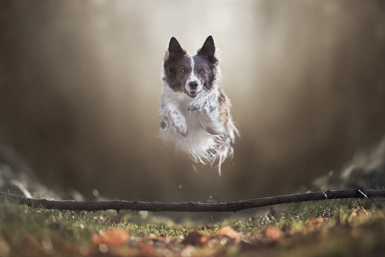 Nikon Z 6II e Z 7II: straordinario autofocus e velocità impressionante